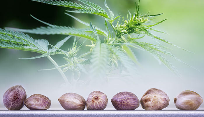 buying-cannabis-seeds-online