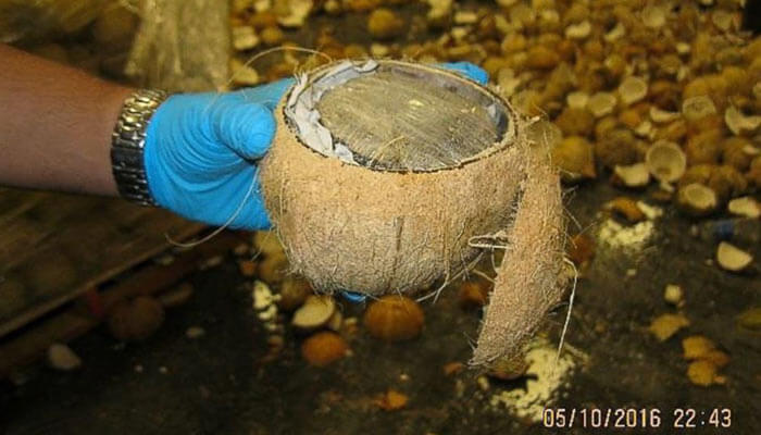 1,400-Pounds-of-Cannabis-Concealed-in-Coconut-Shipment