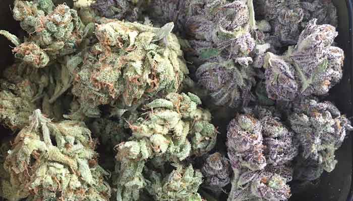 20 Popular Purple Cannabis Strains – The Chill Bud