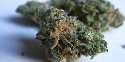 Agent-Orange-wake-and-bake-strains