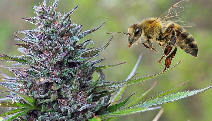 Cannabis-infused-honey-recipe-canna-honey