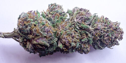 real purple weed