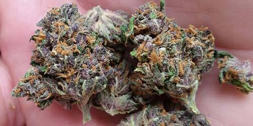 Grape-Skunk