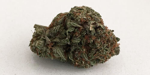 Great-White-Shark-weed
