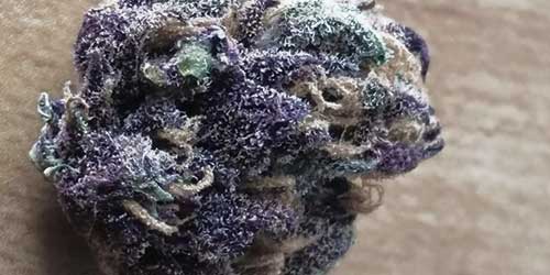 real purple weed