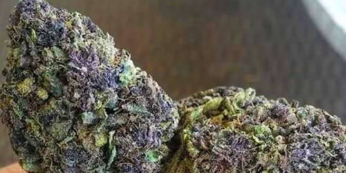 real purple weed