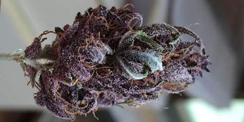 real purple weed