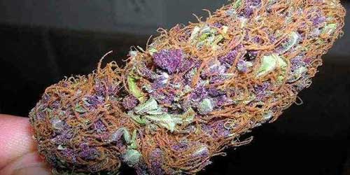 purple weed nugs