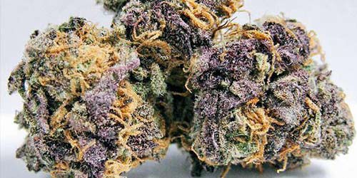 20 Popular Purple Cannabis Strains The Chill Bud