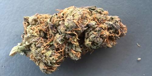 Purple-Voodoo cannabis