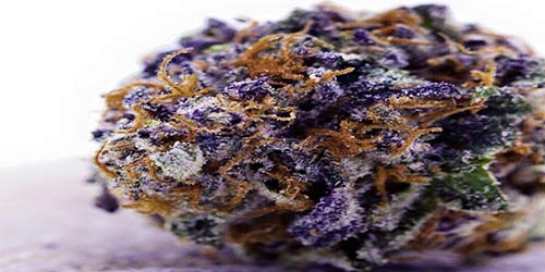 Sour-Grape purple marijuana