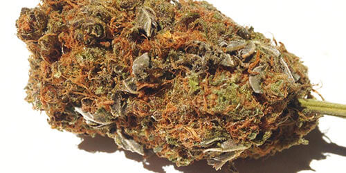 Thor's-Hammer-weed-strain