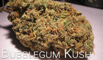 Bubblegum-Kush