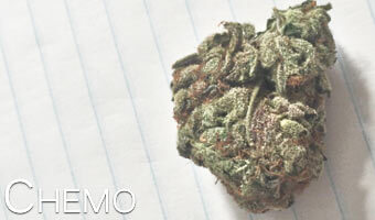 Chemo-marijuana-strain