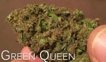 Green-Queen-weed-strain