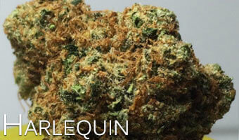 Harlequin-high-CBD-marijuana-strain