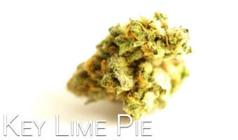 Key-Lime-Pie-cannabis