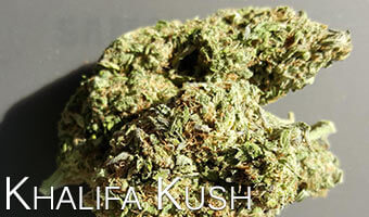 Khalifa-Kush-cannabis-strain