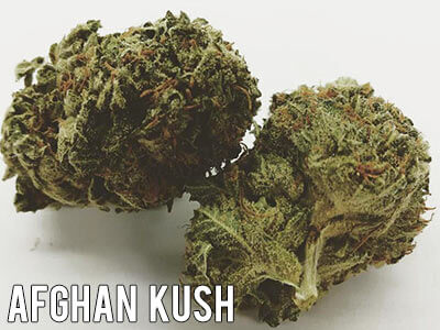 Afghan-Kush-Strain-Indica