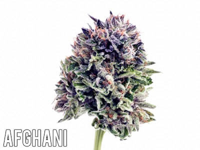 Afghani-cannabis-strain