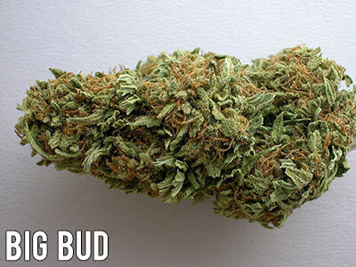 cannabis indica buds