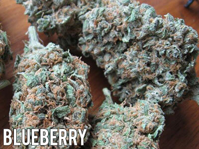 Blueberry-strain-cannabis