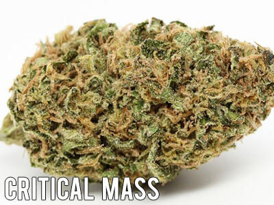 Critical-Mass-indica