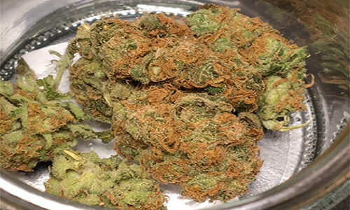 Hash-Plant-cannabis-indica-strain