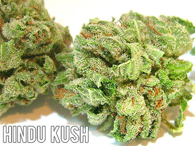 Hindu-Kush-weed