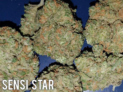 Sensi-Star-cannabis