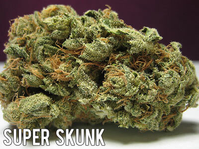 Super-Skunk-strain