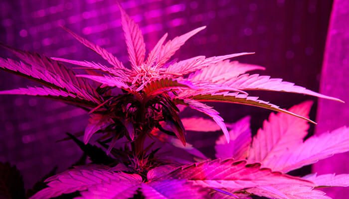 Accord th kontoførende The Best LED Grow Lights for Extraordinary Cannabis – The Chill Bud