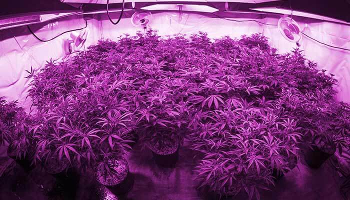 The Best Led Grow Lights For Extraordinary Cannabis The Chill Bud