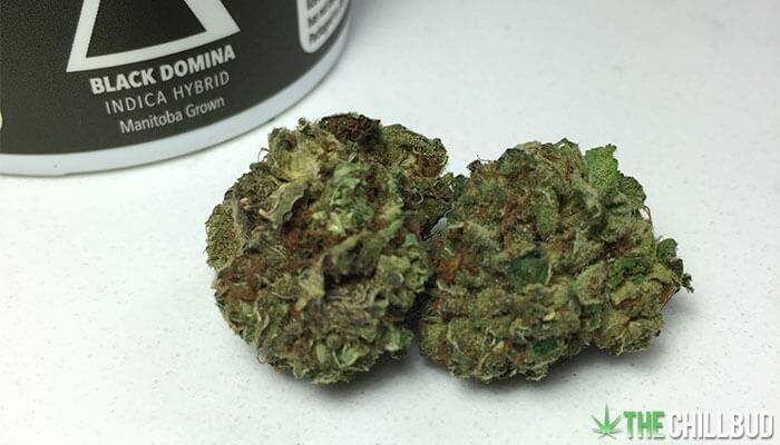 Black-Domina-Cannabis-Strain-Review