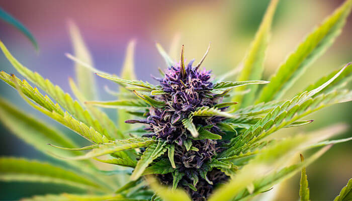 How To Grow Purple Weed – The Chill Bud